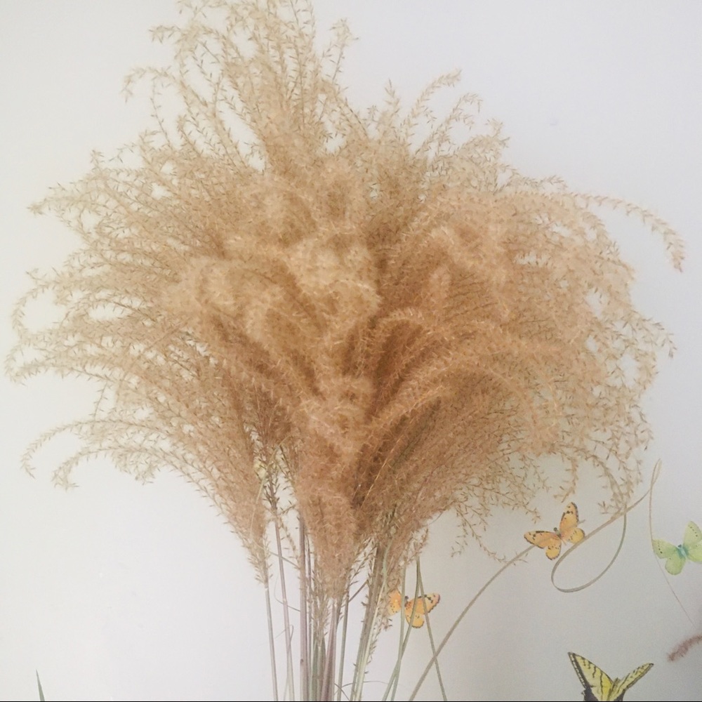 Dried natural Pampas Grass 20 stems